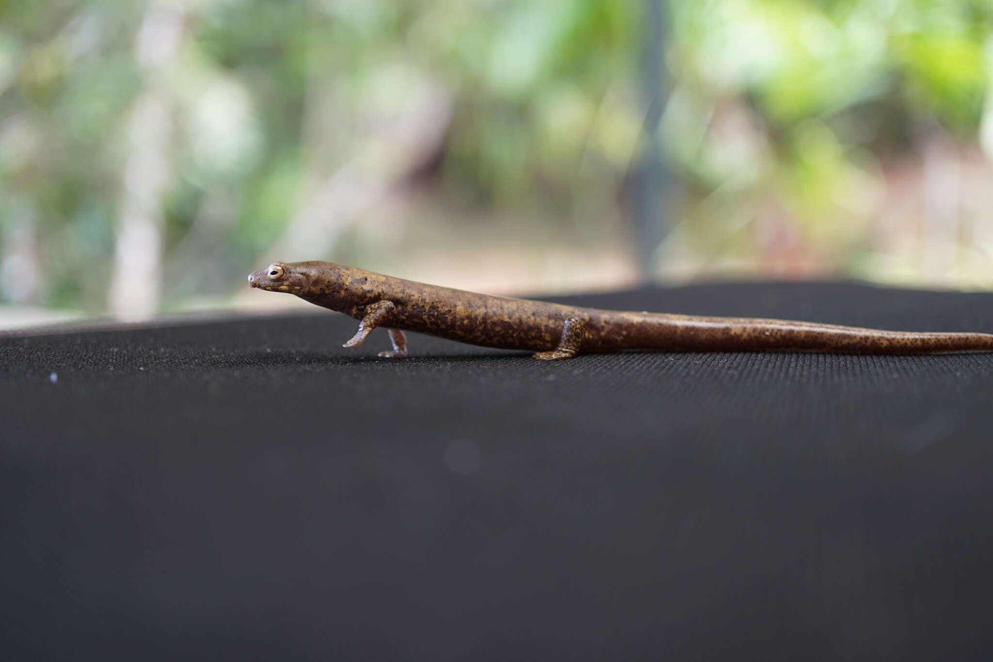 Imagem de Bolitoglossa schizodactyla Wake & Brame 1966