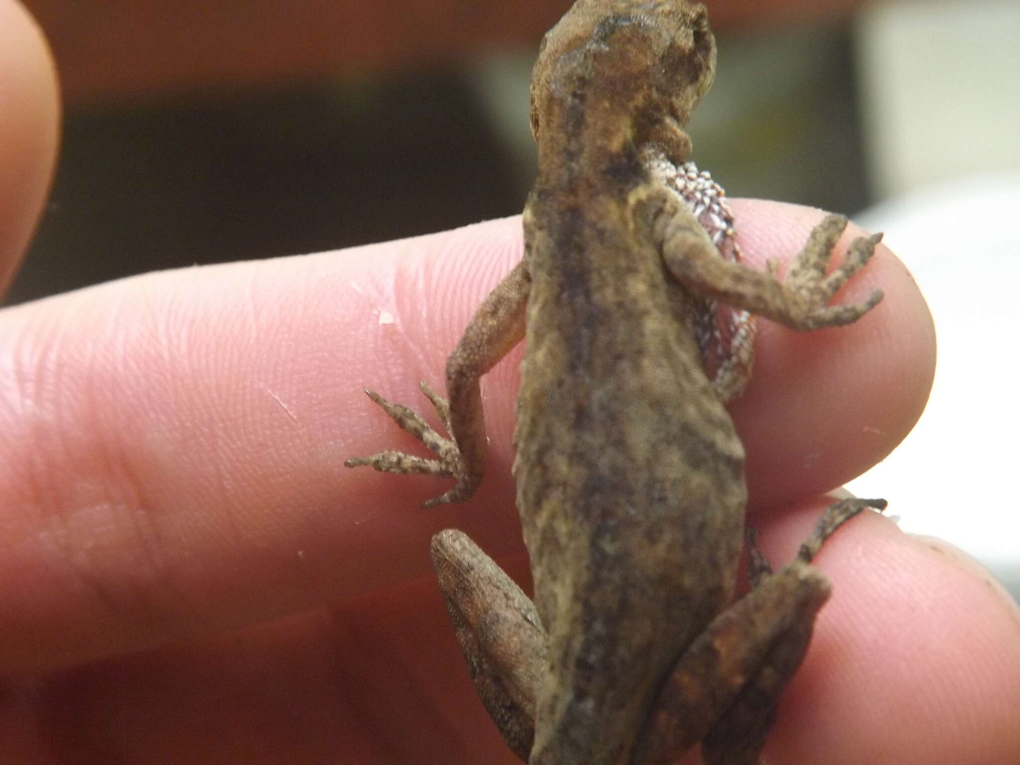 Image of Blemished Anole