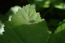 Imagem de Chasmatonotus maculipennis Rempel 1937