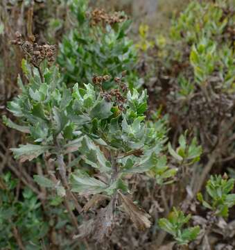 Imagem de Senecio halimifolius L.