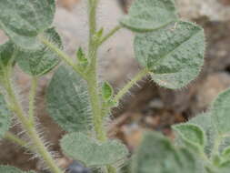 Image of Cleome austroarabica D. F. Chamberlain & J. Lamond