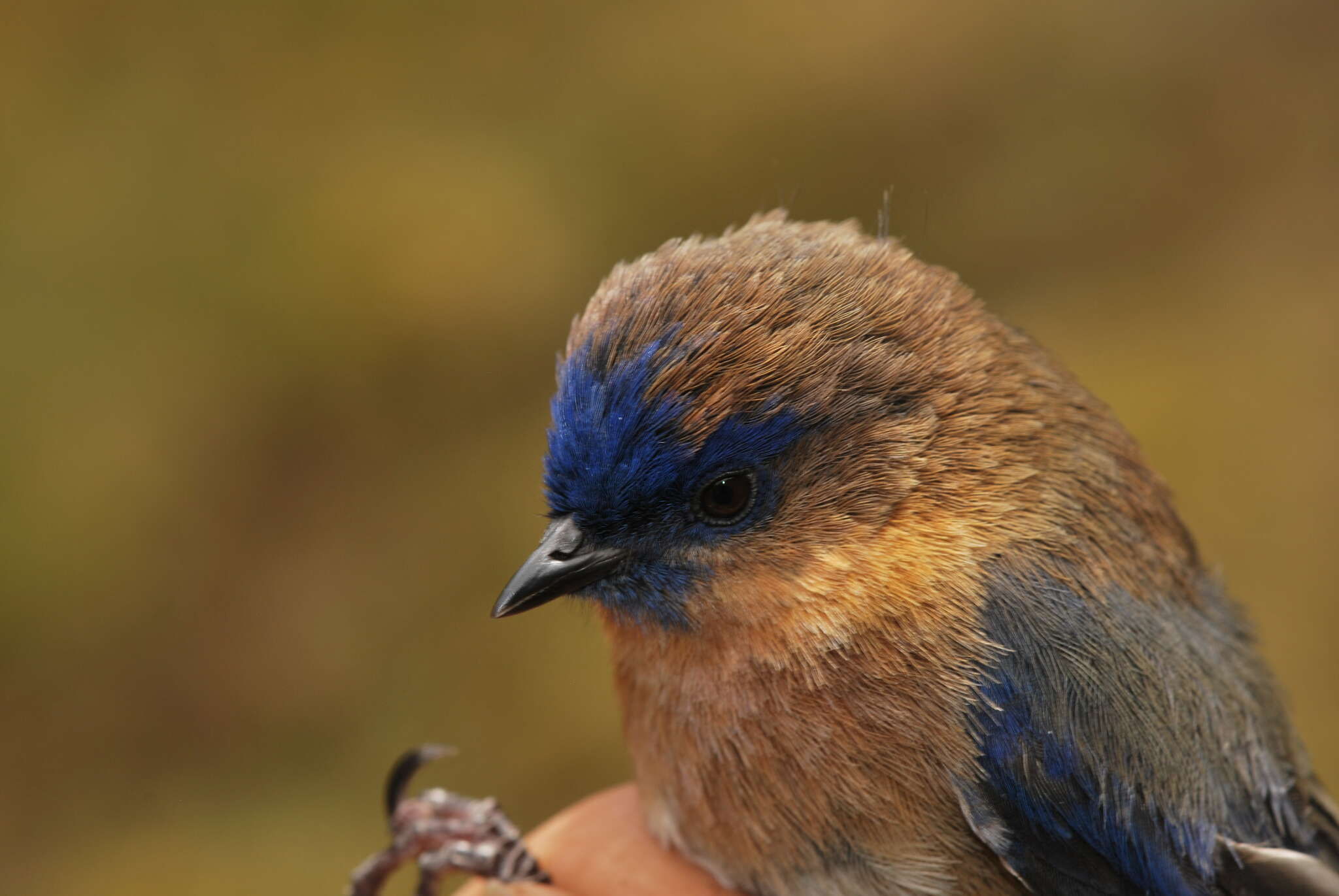 صورة Xenodacnis Cabanis 1873