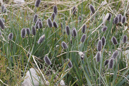 Image of Alpine Foxtail