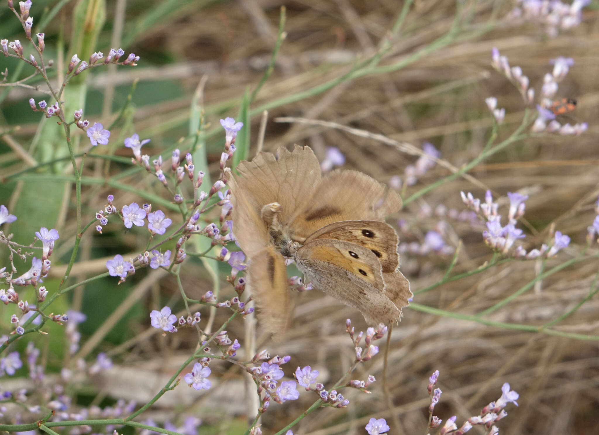 Image of Hyponephele lupinus Costa 1836