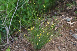 Linum neomexicanum Greene resmi