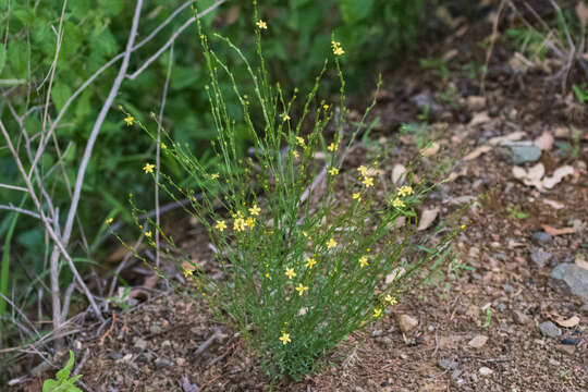 Image of New Mexico yellow flax