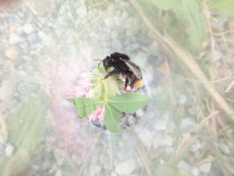 Слика од Bombus confusus Schenck 1861