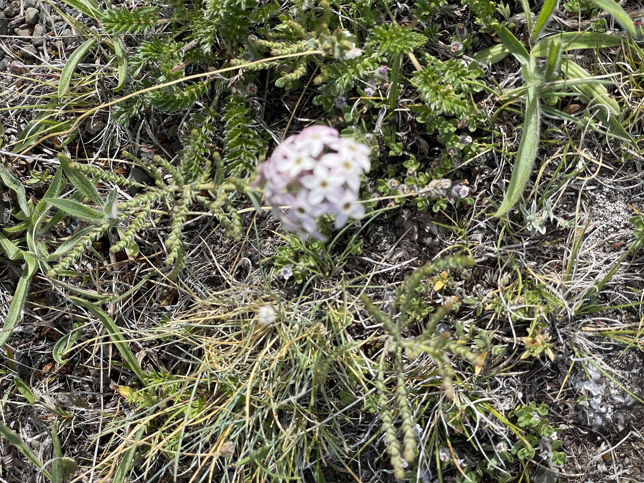 Plancia ëd Arjona patagonica Homb. & Jacquinot ex Decne.