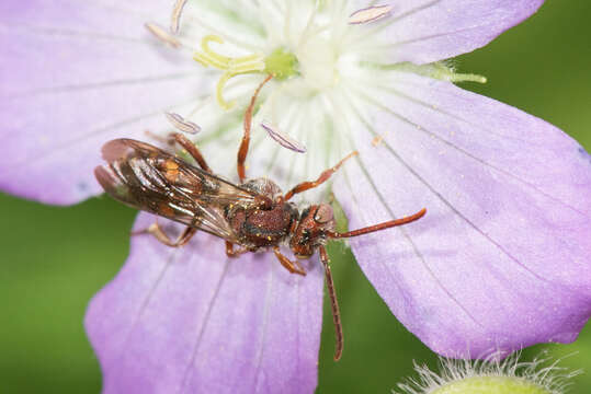 Image of Nomada cuneata (Robertson 1903)