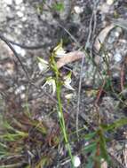 Image of Streaked leek orchid