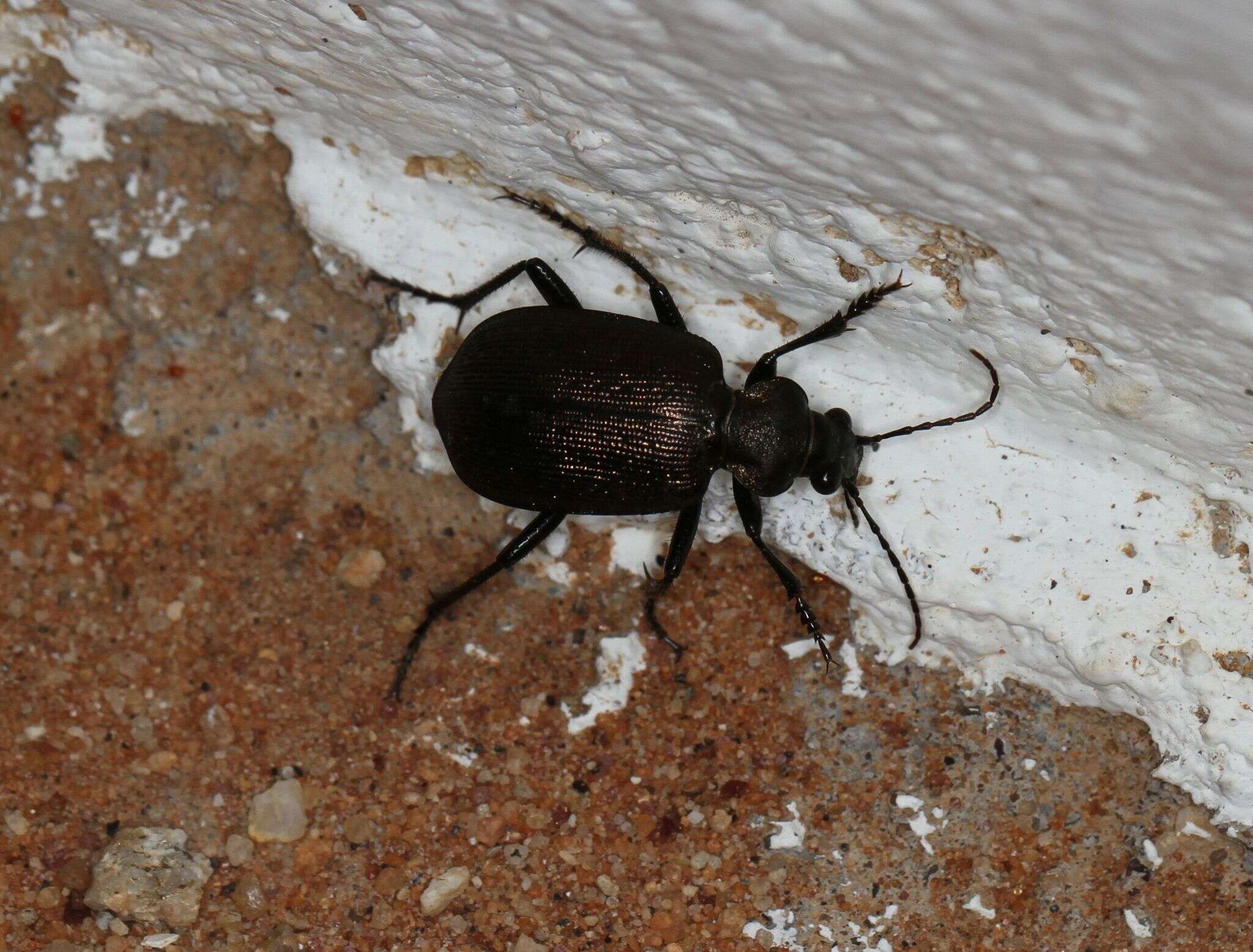 Слика од Calosoma (Caminara) imbricatum hottentottum Chaudoir 1852