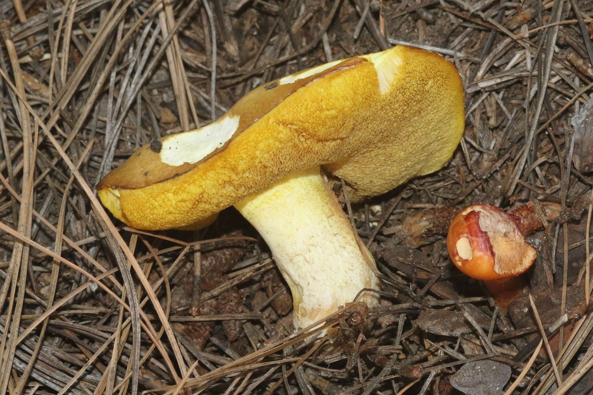 Plancia ëd Suillus occidentalis Thiers 1976