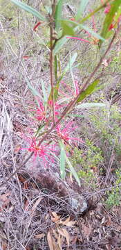 Image of Grevillea oleoides Sieber ex Schult.