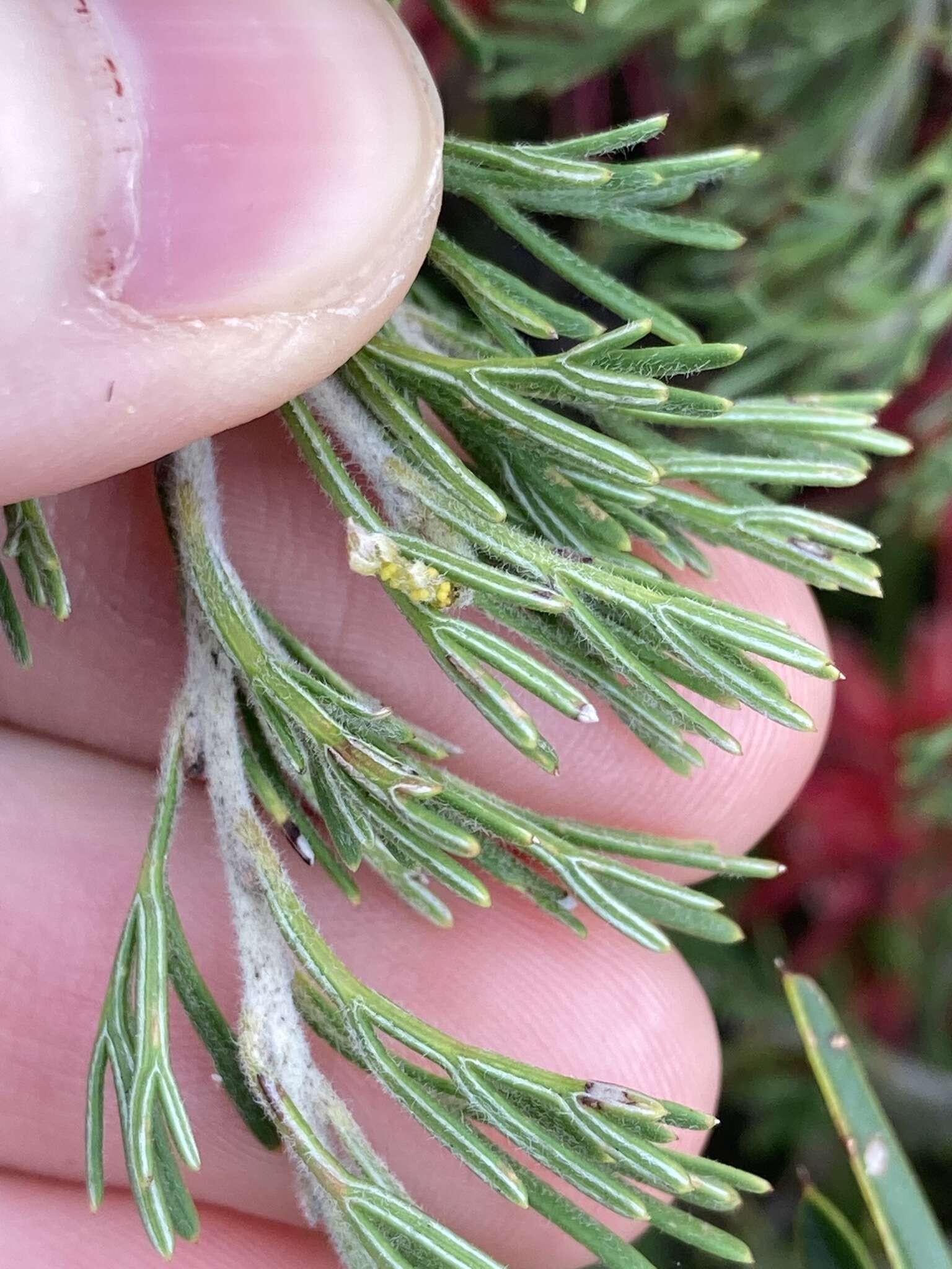 Image of Grevillea preissii subsp. glabrilimba P. M. Olde & N. R. Marriott