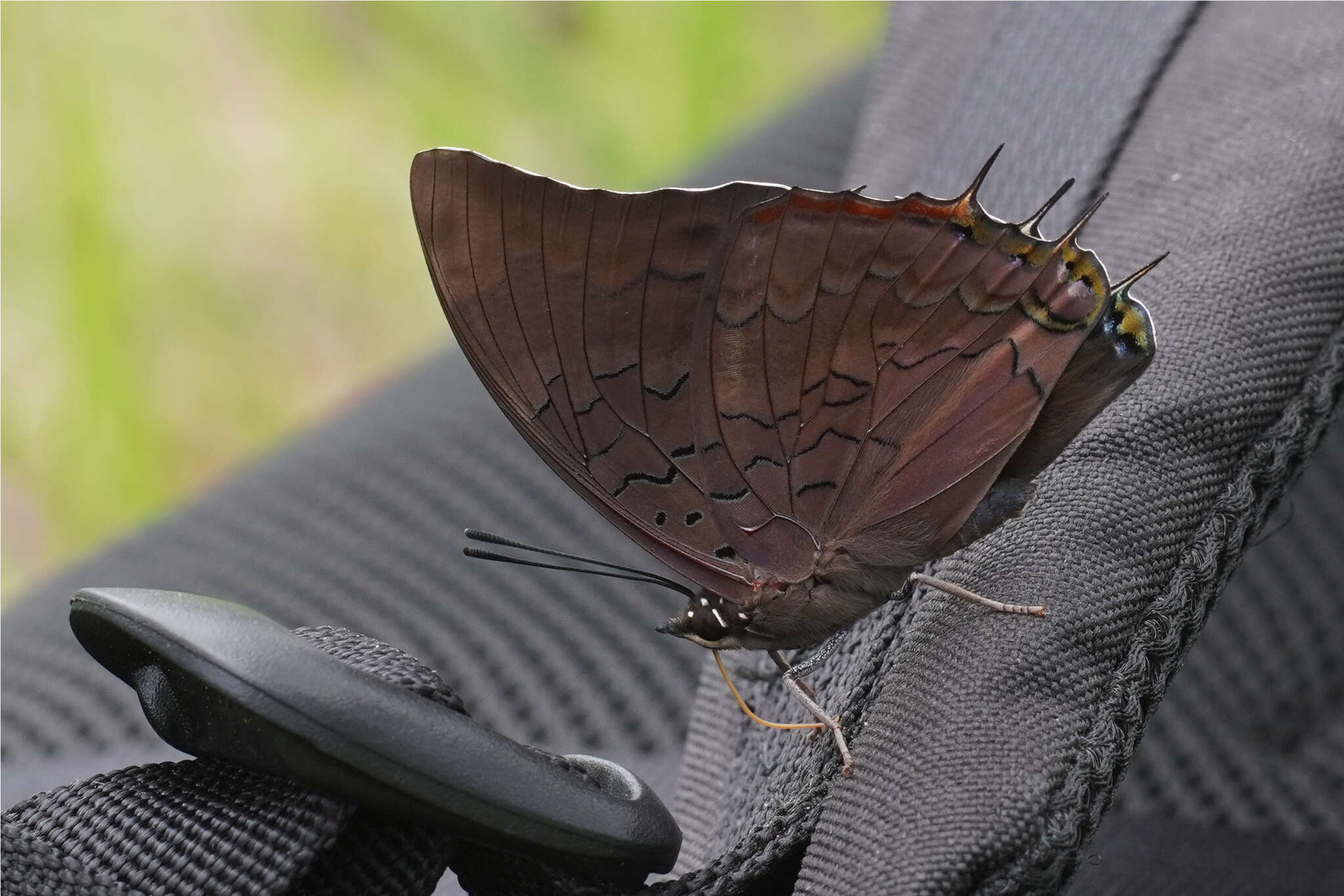 Imagem de Charaxes chintechi Minig 1976