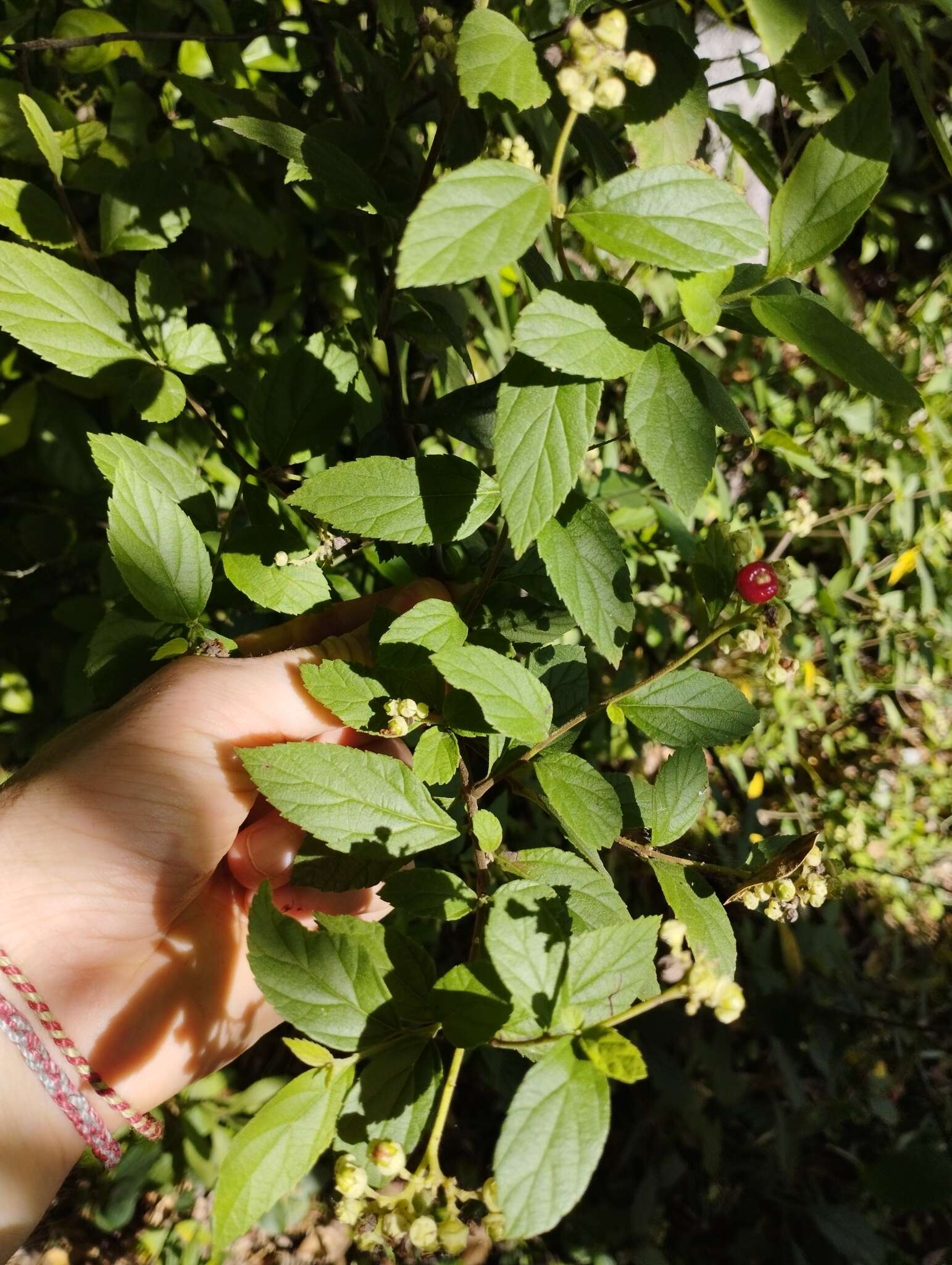 Image of black-sage