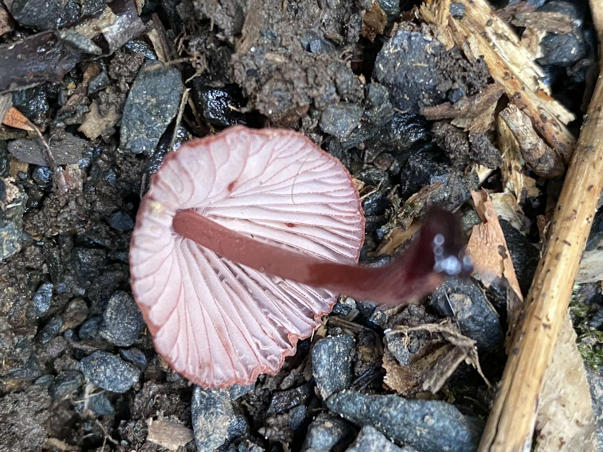 Plancia ëd Mycena mariae G. Stev. 1964