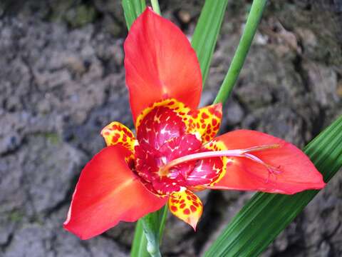 Image of Mexican Shellflower