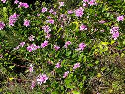 Image of Madagascar periwinkle