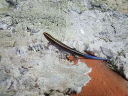 Image of Four-striped Skink