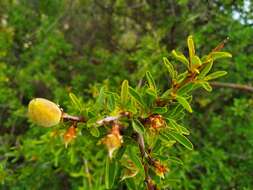 Imagem de Prunus webbii (Spach) Vierh.