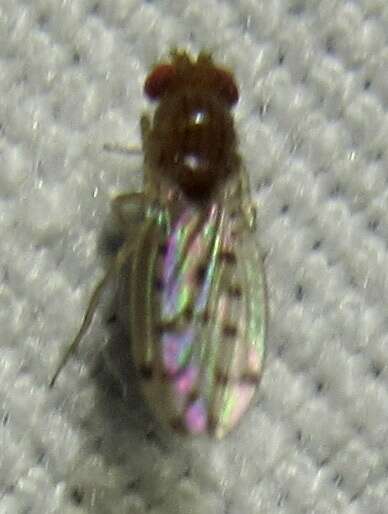 Image of Drosophila guttifera Walker 1849