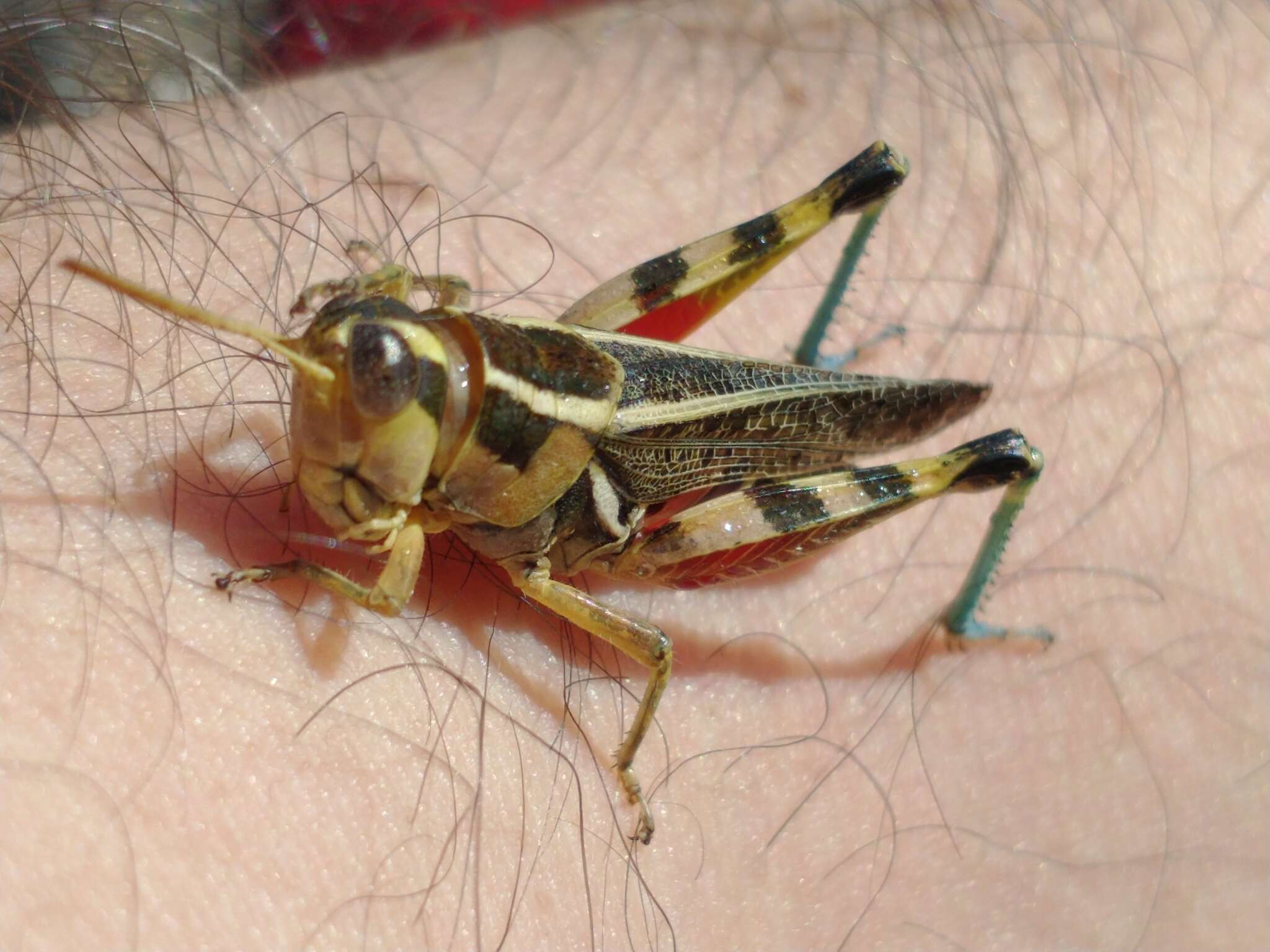 Image of Dichroplus vittatus Bruner & L. 1900