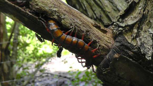 Image of Scolopendra subspinipes Leach 1816