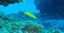 Image of Canary wrasse