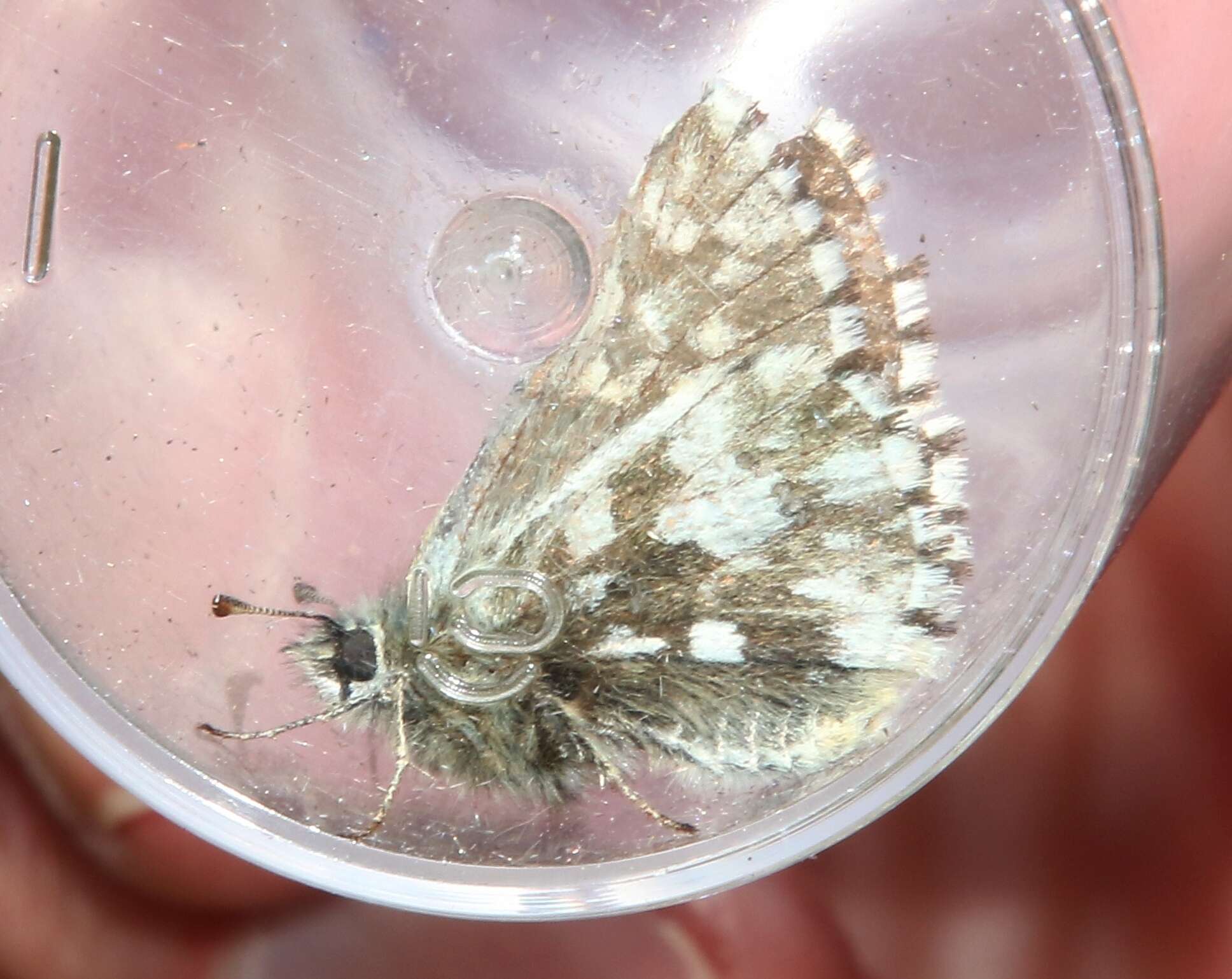 Image of Alpine Grizzled Skipper