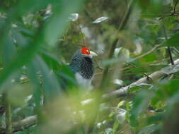 Image of Red-faced Malkoha