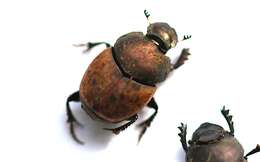 Слика од Onthophagus (Palaeonthophagus) coenobita (Herbst 1783)