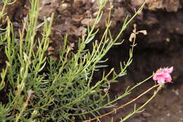 Image of Diascia integerrima E. Mey. ex Benth.