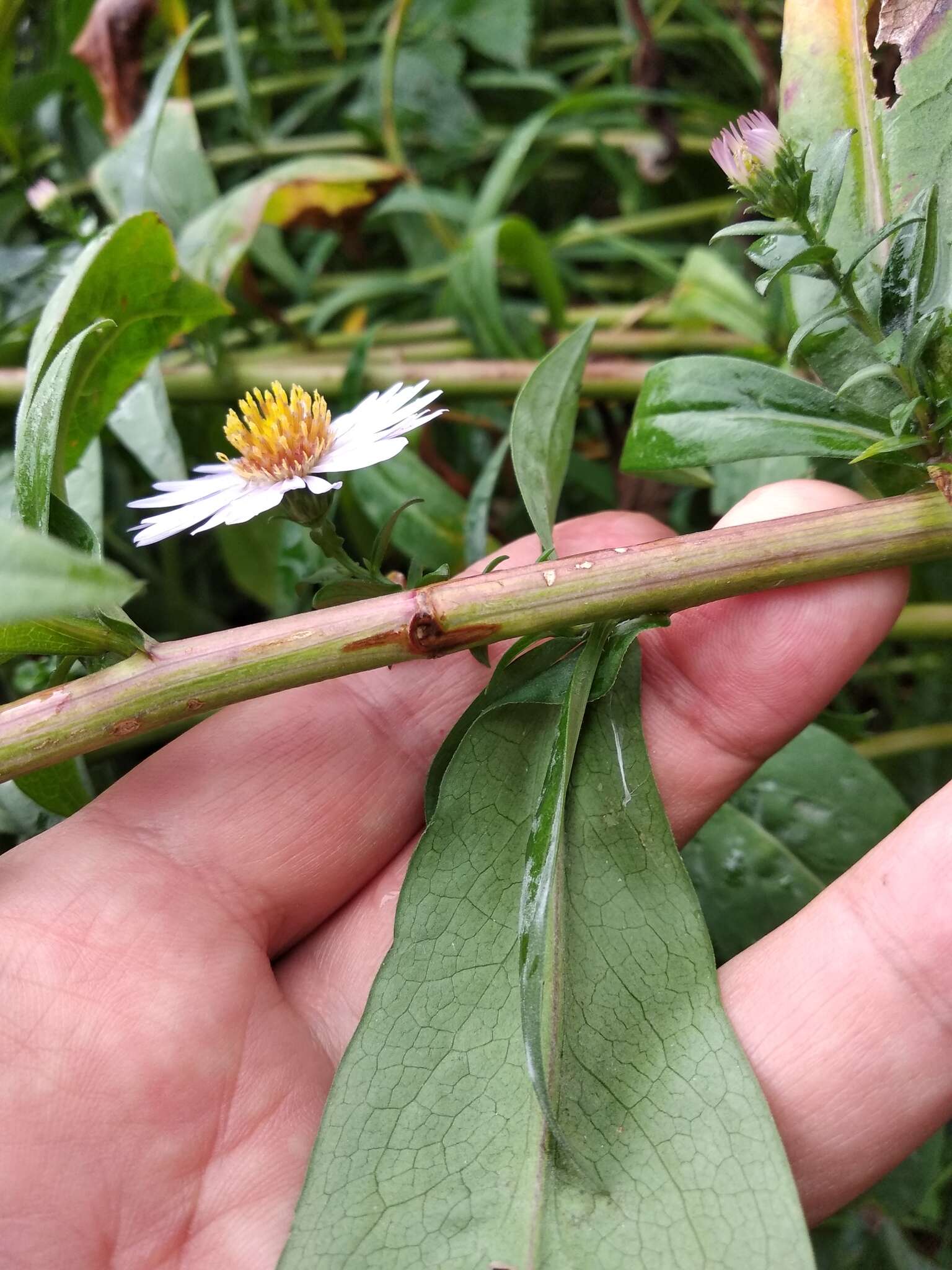 Image of Symphyotrichum versicolor (Willd.) G. L. Nesom