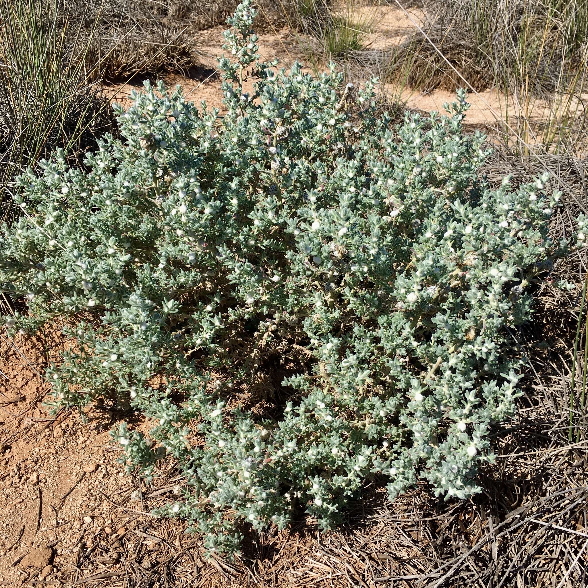 Слика од Dissocarpus paradoxus (R. Br.) Ulbr.