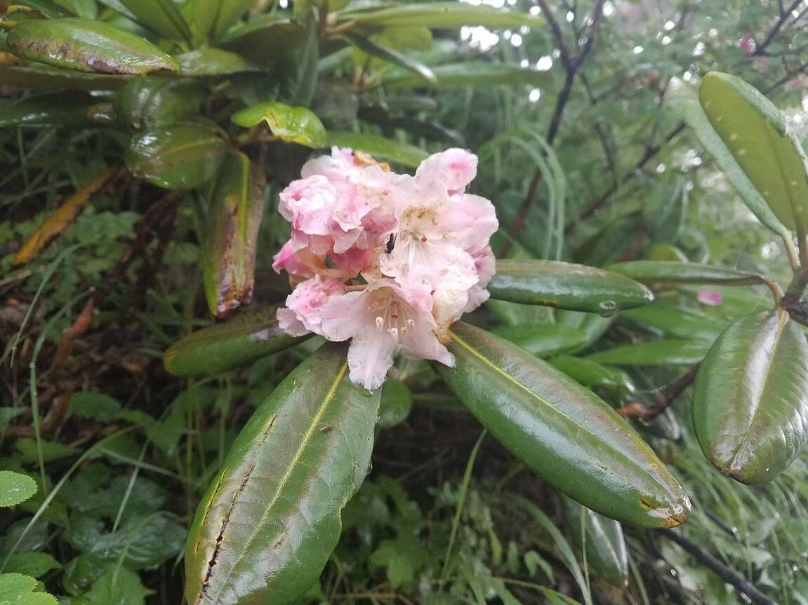 صورة Rhododendron brachycarpum D. Don ex G. Don