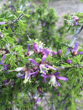 Image of Texas lignum-vitae