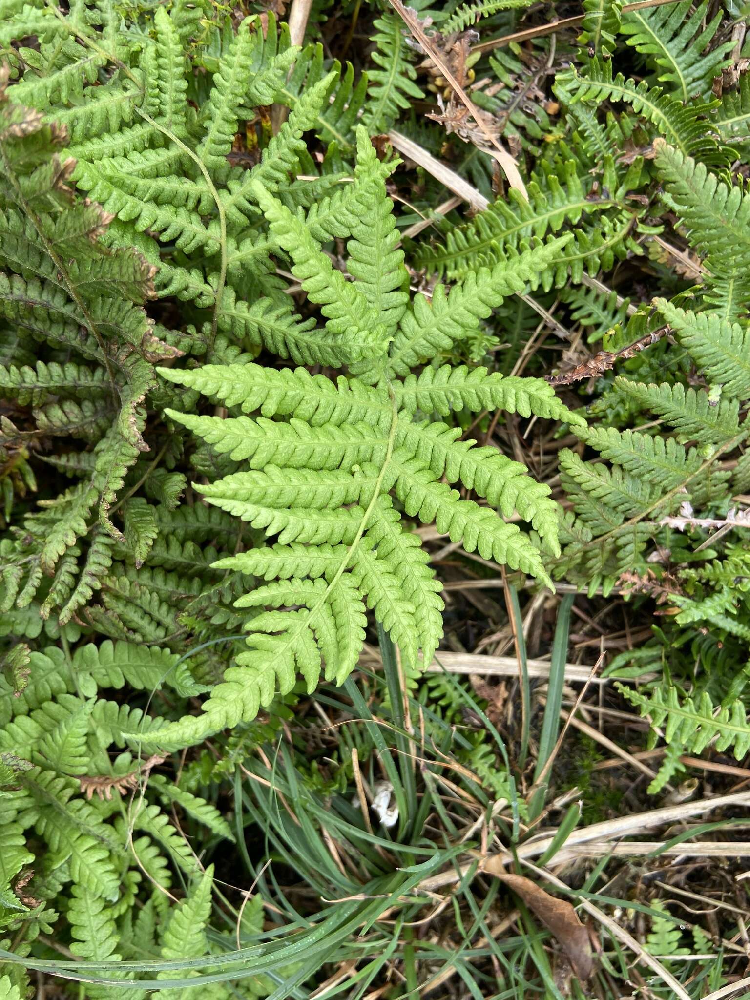 Image de Coryphopteris castanea (Tagawa) Y. Hang Chang, Ebihara & L. Y. Kuo