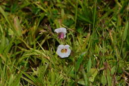 Image of Centranthera indica (L.) Gamble