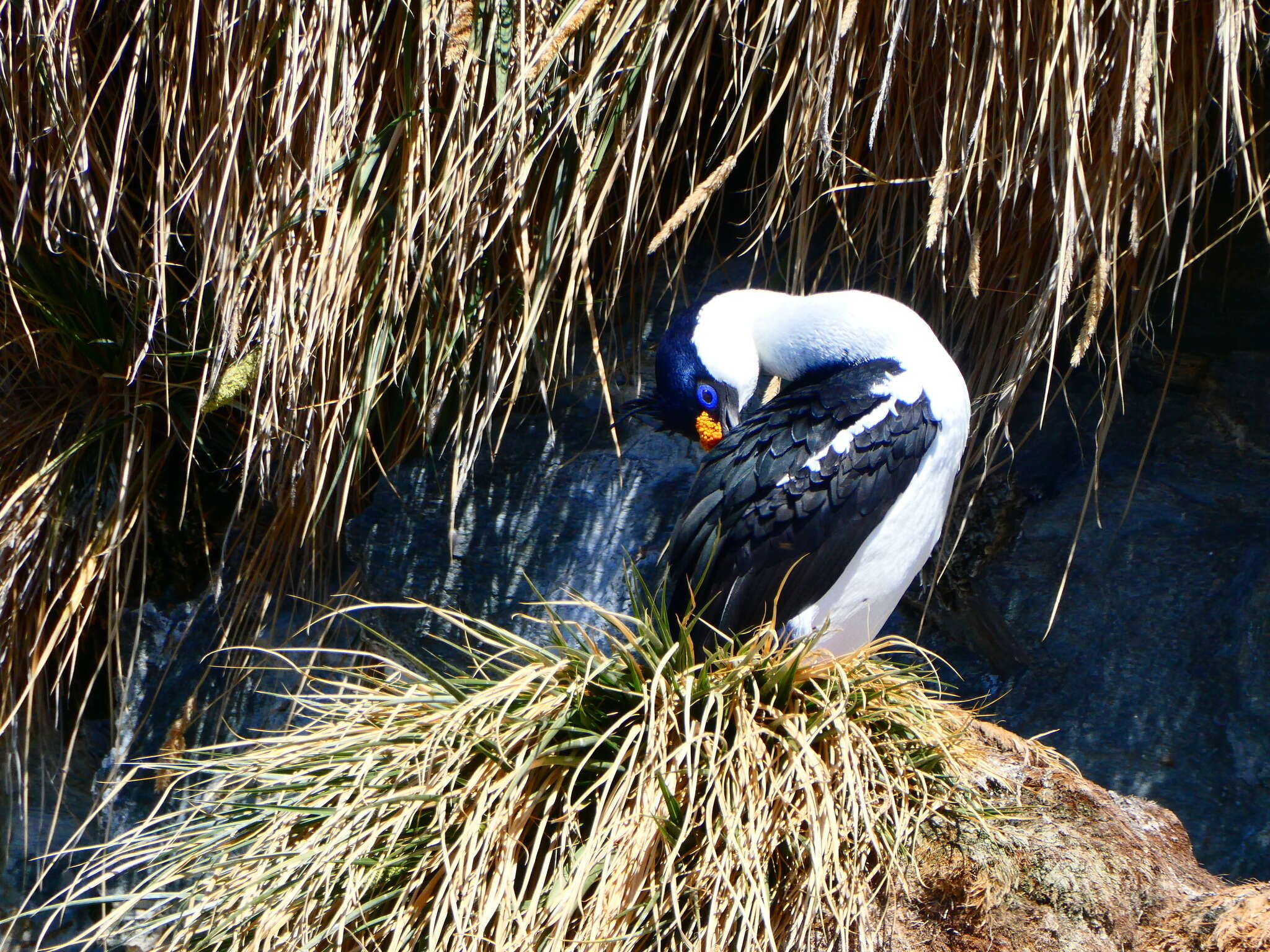 Image of South Georgia Shag