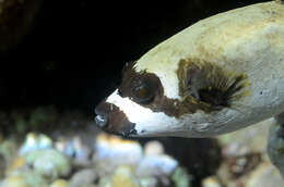 Image of Masked Puffer