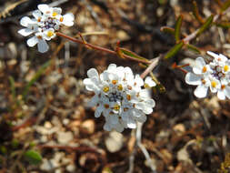 Image of Iberis procumbens subsp. microcarpa Franco & P. Silva