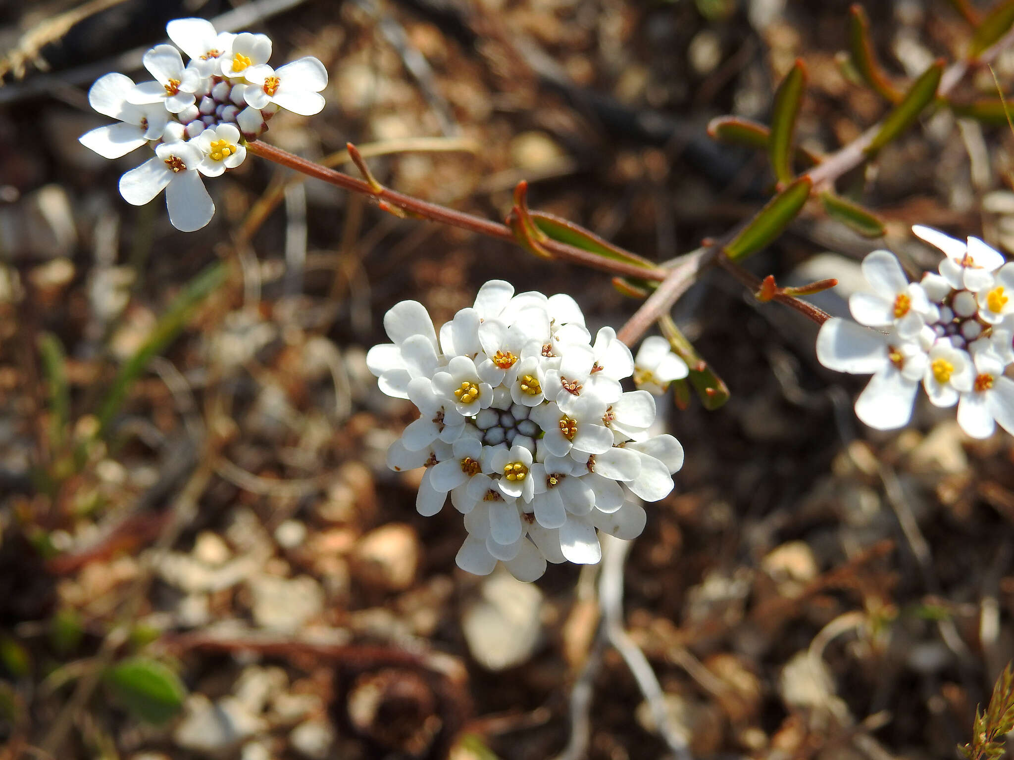 صورة Iberis procumbens subsp. microcarpa Franco & P. Silva