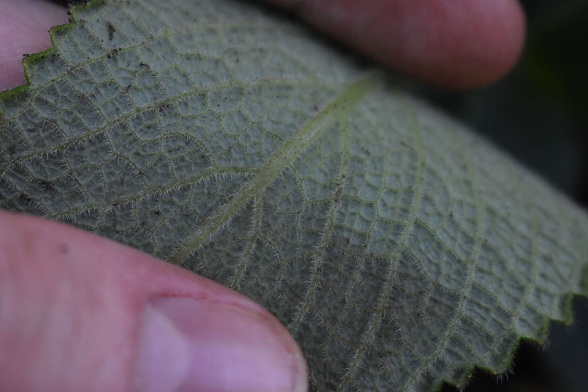 Image of Sinningia sellovii (Mart.) Wiehler