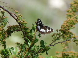 Image de Neptis rivularis Scopoli 1763