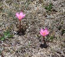 Image of Zephyranthes brevipes Standl.