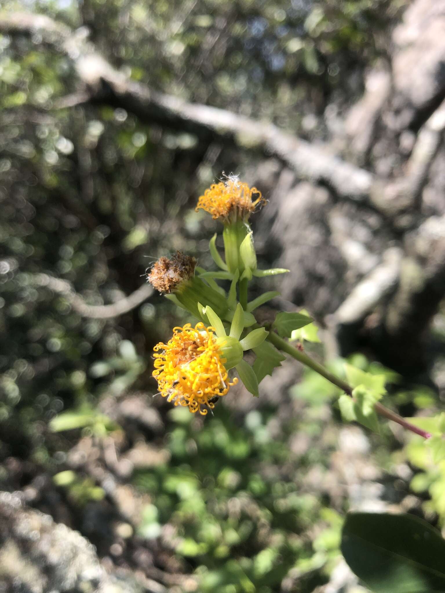 Sivun Senecio helminthioides (Sch. Bip.) Hilliard kuva