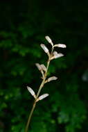 Image of Gastrodia peichatieniana S. S. Ying