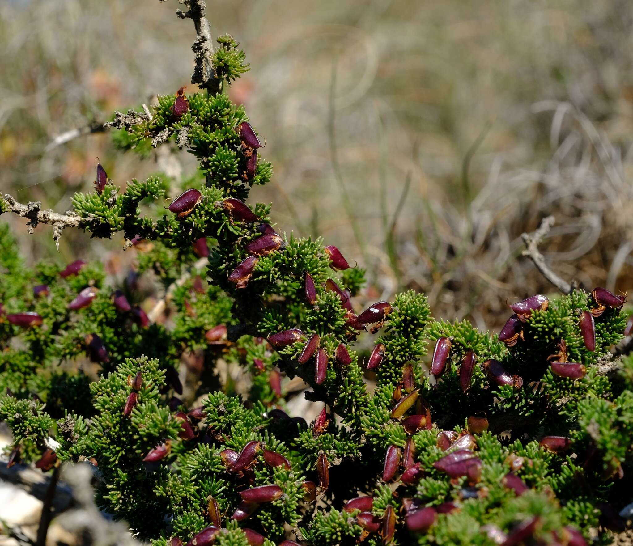 Image of Aspalathus quartzicola