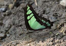 Image of Glassy Bluebottle Butterfly